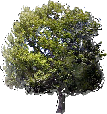 American Sycamore
